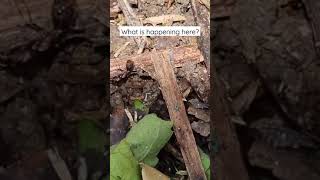 Marauder Ants (Carebara Diversa)