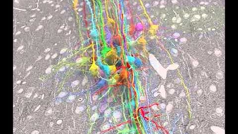 Coloring the Connectome