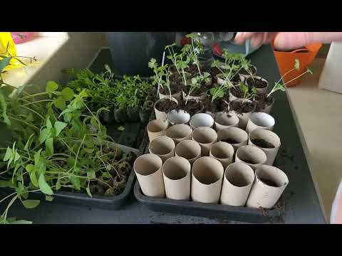 HOW TO USE TOILET ROLL TUBES FOR POTTING ON LARKSPUR GIANT MIXED