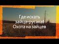 Где искать зайца-русака - ОХОТА НА ЗАЙЦА