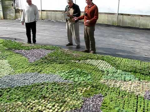 Organic Mechanics At Succulent Gardens Youtube