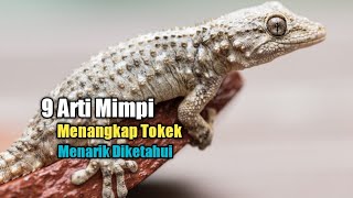 9 Interesting Meanings of Dreams About Catching a Gecko