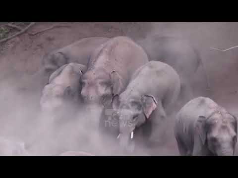 Video: A kanë elefantët aziatikë tufa?