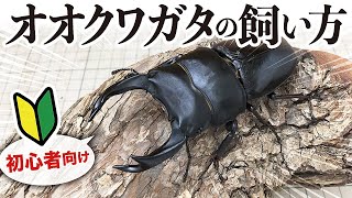 【オオクワガタ】初心者向けの飼育ガイド寿命は長生きのポイントや注意点もブリーダーが解説します