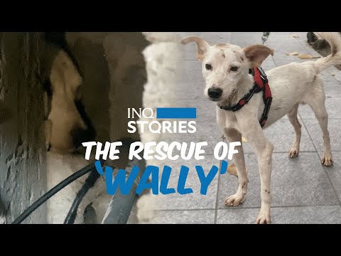 Dog trapped behind wall rescued | INQStories