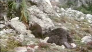 : L'Orso, Nel Vanoi come in British Columbia