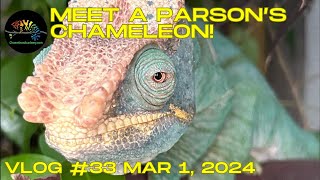 Meet a Parson's Chameleon!