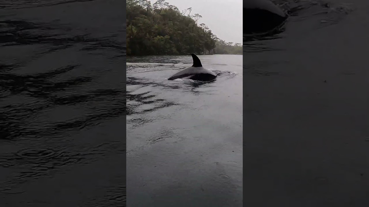 Forget sunset dolphins... DINGHY DOLPHINS! #wildlife #dolphins #sailing