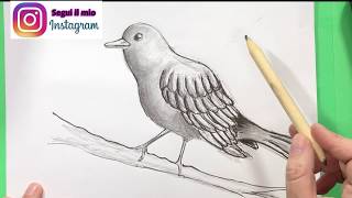 Come Disegnare Gli Uccelli Tutorial