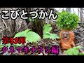 【こびとづかん】タネマキチラシ見つけるまで帰れま10!!