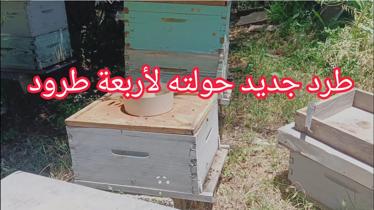 أمسكت طرد وحولته إلى أربعة طرود