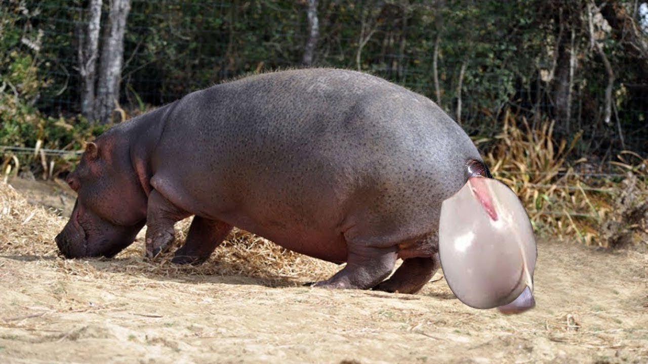When Can A Hippo Have A Baby?