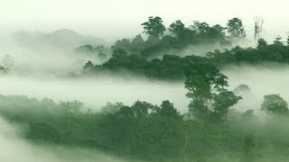 Saving the endangered species of Borneo