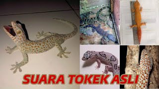 Suara Tokek Asli Biar Anak Kecil Cepat Tidur - Tokek Albino - Jenis Jenis Tokek Gecko