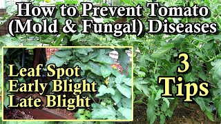 How to Prevent Tomato Diseases or Greatly Reduce Damage: Leaf Spots, Early Blight, &amp; Late Blight