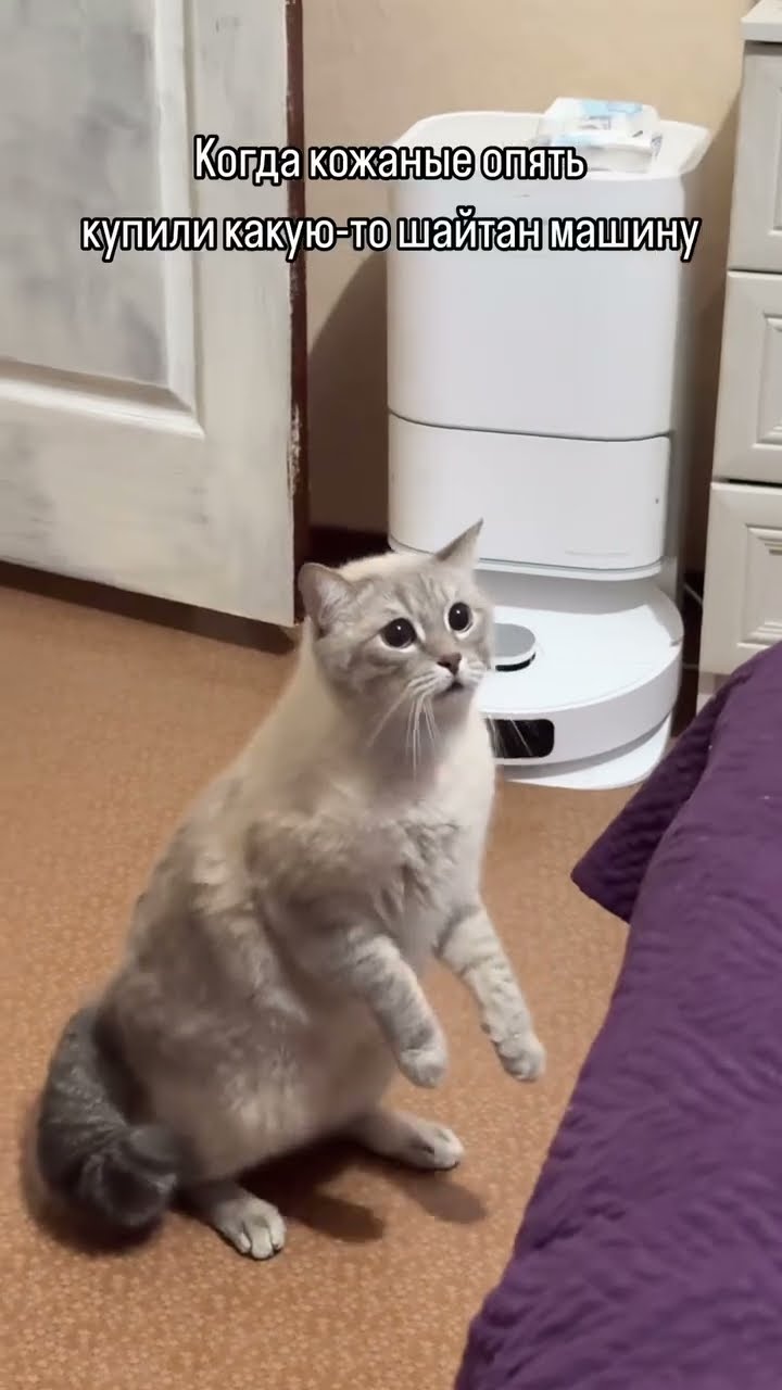 Funny  cat???????????