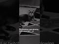 #CatShorts #Luna #Monochrome #CuriousCat #GlowingEyes #PetShorts #CatLife