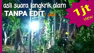 Download Lagu SUARA JANGKRIK PENGANTAR TIDUR MALAM TANPA IKLAN KERAS DAN PANJANG MP3 Download Lagu SUARA JANGKRIK PENGANTAR TIDUR MALAM TANPA IKLAN KERAS DAN PANJANG MP3