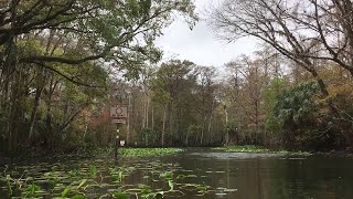 Rhesus Monkeys Leap from Trees into River || ViralHog