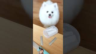 doggy chala ki🐕#short #funny #comedyvideo #funnyshorts #ytshortsvideo