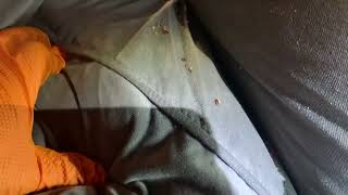 Couch is Full of Bed Bugs