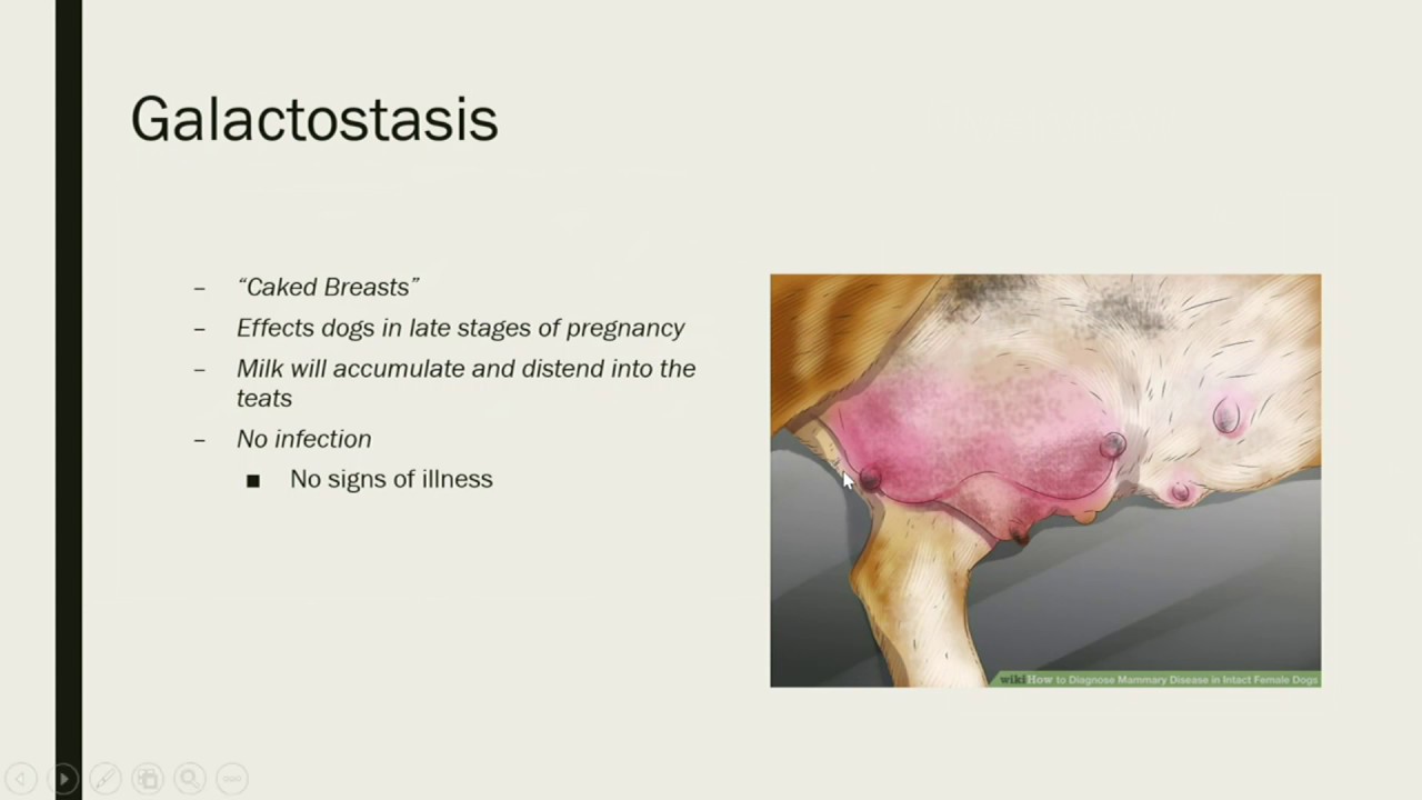 how to treat mastitis at home for dogs