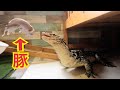 【閲覧超注意】テン君(オオトカゲ)に豚を与えてみた!〜飼育下最高峰〜