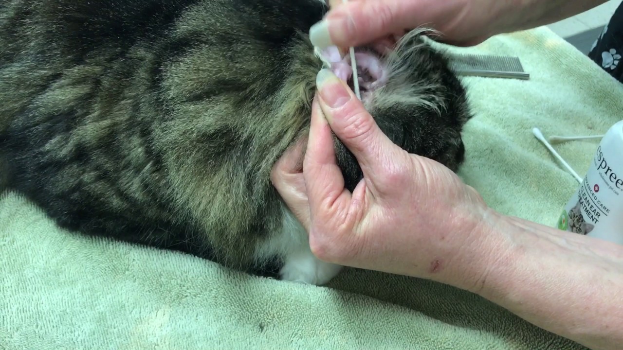 Poofy gets his ears cleaned - YouTube