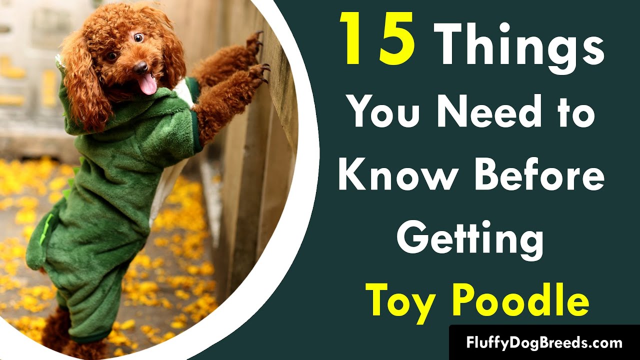 13 Things You Should Know About the Toy Poodle - Your Dog Advisor