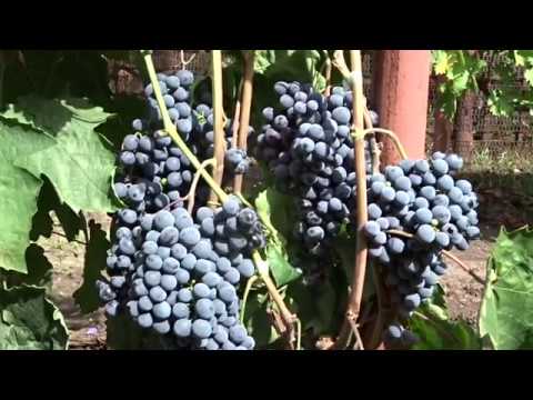 Кишмиш Черный султан, август 2018, Красохина СИ
