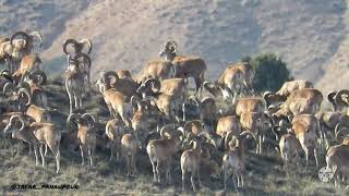 Wild sheep of urial Golestan National Park Resimi