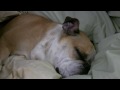 Bulldog Snoring herself Awake!