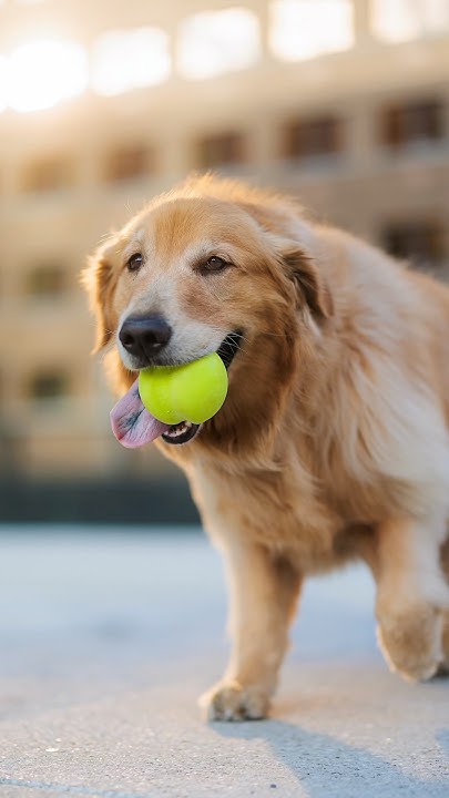 This dog plays fetch… differently. - YouTube