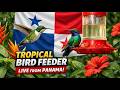 Ultra HD 4K: Tropical Rainforest Wildlife Stream – Live from San Carlos 🇵🇦