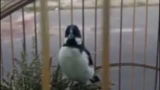 CANTO PARA ENCARTE DO SEU BIGODINHO, bigode, estrelinha ou cigarrinha, caretinha ou bigodeiro