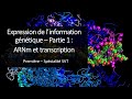 Cours sp svt 1eres  expression de linformation gntique 1  arnm et transcription