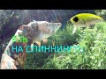 ЯЗЬ на спиннинг. Bug minnow 25 SR зарешал.