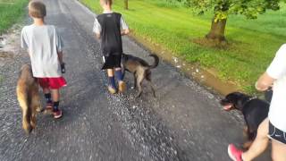 Rottweiler - Pitbull - 2 GSD. Pack walk