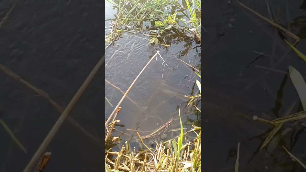 Add the fish paste # fishing in the lake # Grass for fishing fish walk # fish with beautiful Scenery