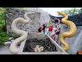 Brave Soldiers Use High-Tech Snake Detectors to Locate 100 Giant Pythons