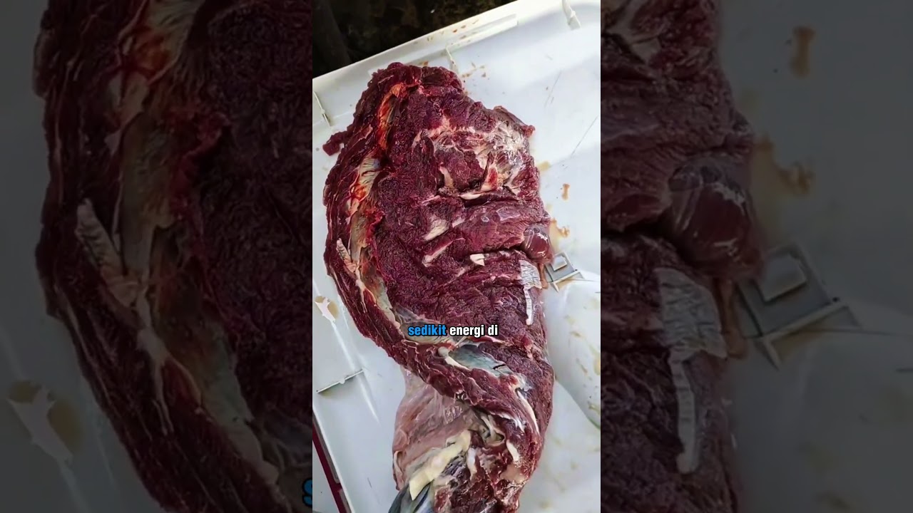 🥩 Kenapa Daging Ini Bisa Bergerak Sendiri Setelah Dipotong?! 😨