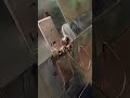 Copper Capillary Tube Coil Winding Machine for Air Conditioning#machine #copper