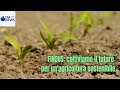 Findus ha aderito alla iniziativa internazionale SAI Platform, il più importante network internazionale di produttori alimentari interessati a sviluppare le buone pratiche dell'agricoltura sostenibile.
In questa intervista esclusiva con EFA News Francesco Fattori, Amministratore delegato di Findus, e Renato Roca, Direttore Marketing, illustrano gli obiettivi di sostenibilità del colosso dei surgelati. L'adesione a SAI Platform arriva dopo che Findus, un anno fa, aveva ricevuto la certificazione MSC sulla pesca sostenibile. FINDUS: coltiviamo il futuro per un'agricoltura sostenibile