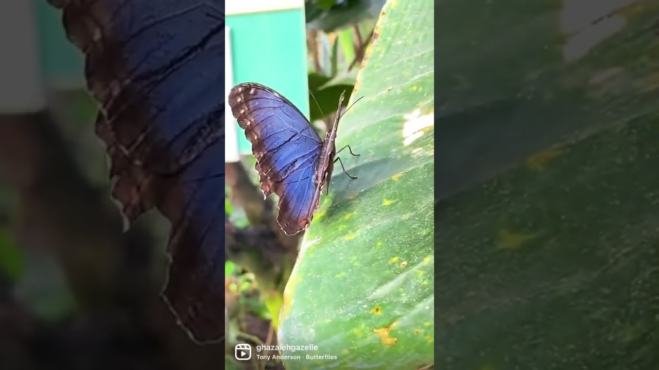 Is this a blue emperor butterfly? 