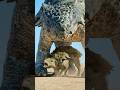 【ペットにしたい】アンキロサウルス親子の体格差がすごかった/I was soothed by the sight of the Ankylosaurus family.