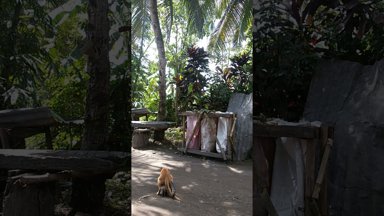 Long mating of a cat