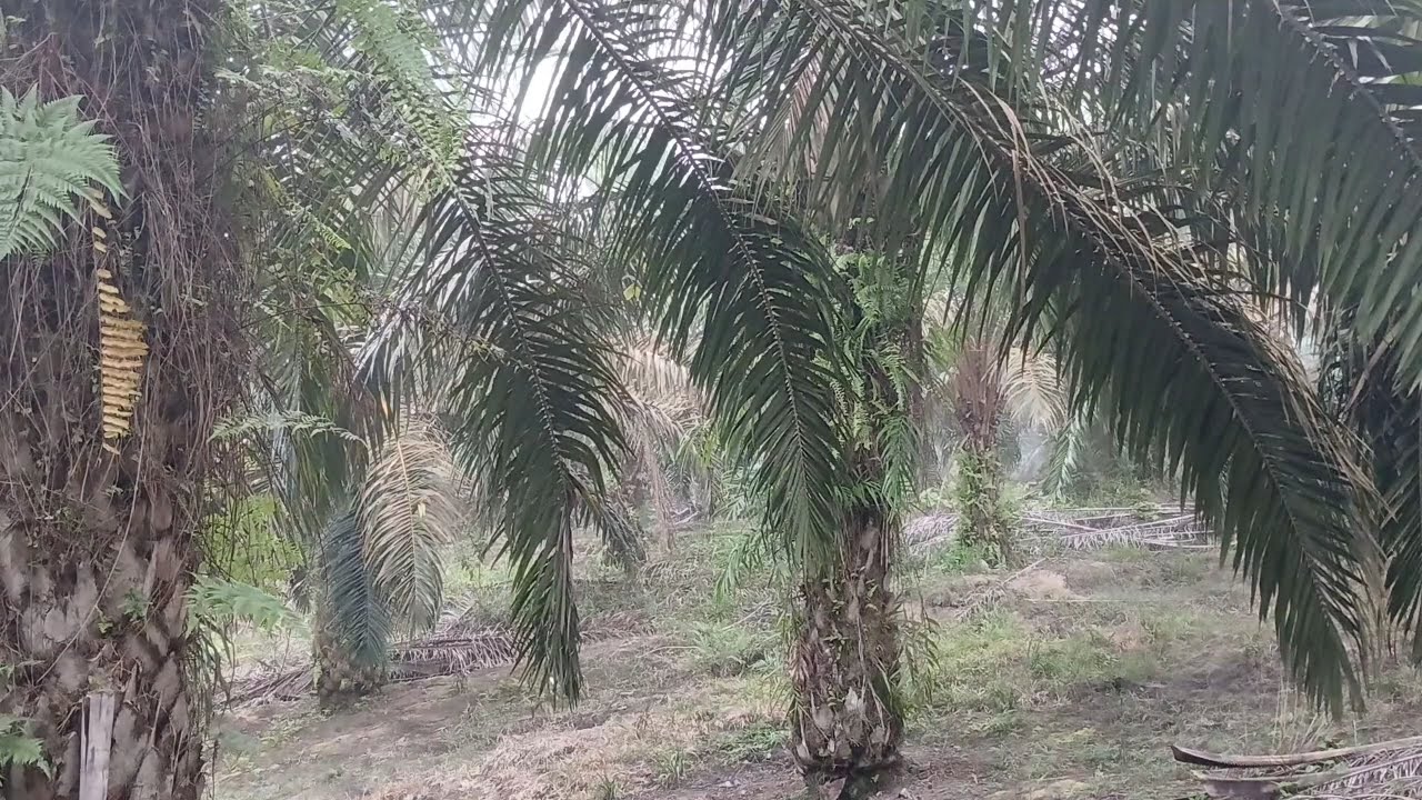 LAGU TIMUR VIRAL TIKTOK TOR MONITOR KETUA || FULL ALBUM NO IKLAN!!🎵