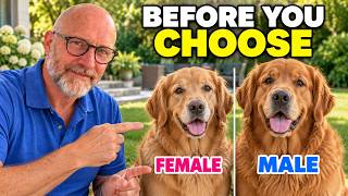 Male vs Female Golden Retrievers: 20 Differences Nobody Tells You