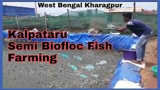 New Semi Biofloc Technology fish farming/look 60 days fish Growth low investment profitable busines