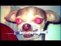 LOS MEJORES PERROS EN LA DROGA | DANK DOGS ON CRACK